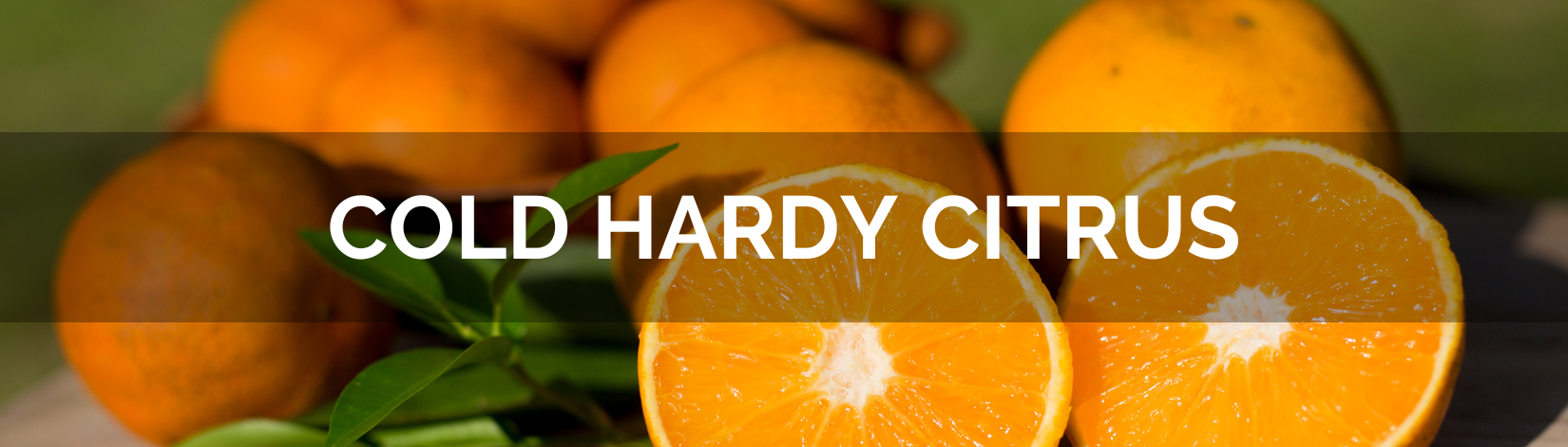 Banner - cold hardy citrus
