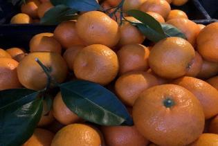 Nitrogen Management in Cold Hardy Citrus Production in North Florida