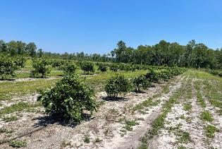 Developing site-specific N and P rates for young and mature Cold Hardy Citrus Production in north Florida