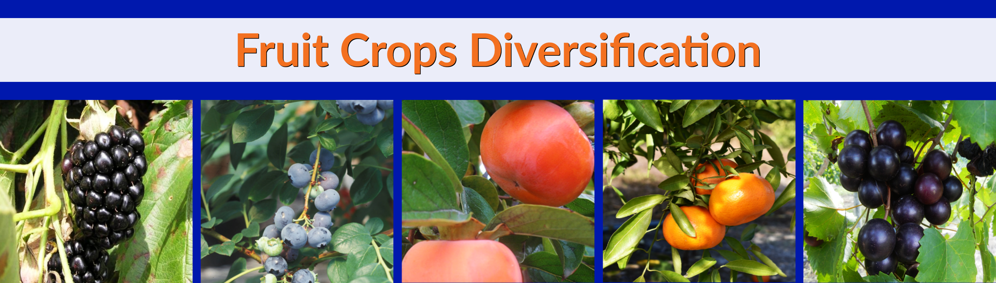 Fruit Crops Diversification