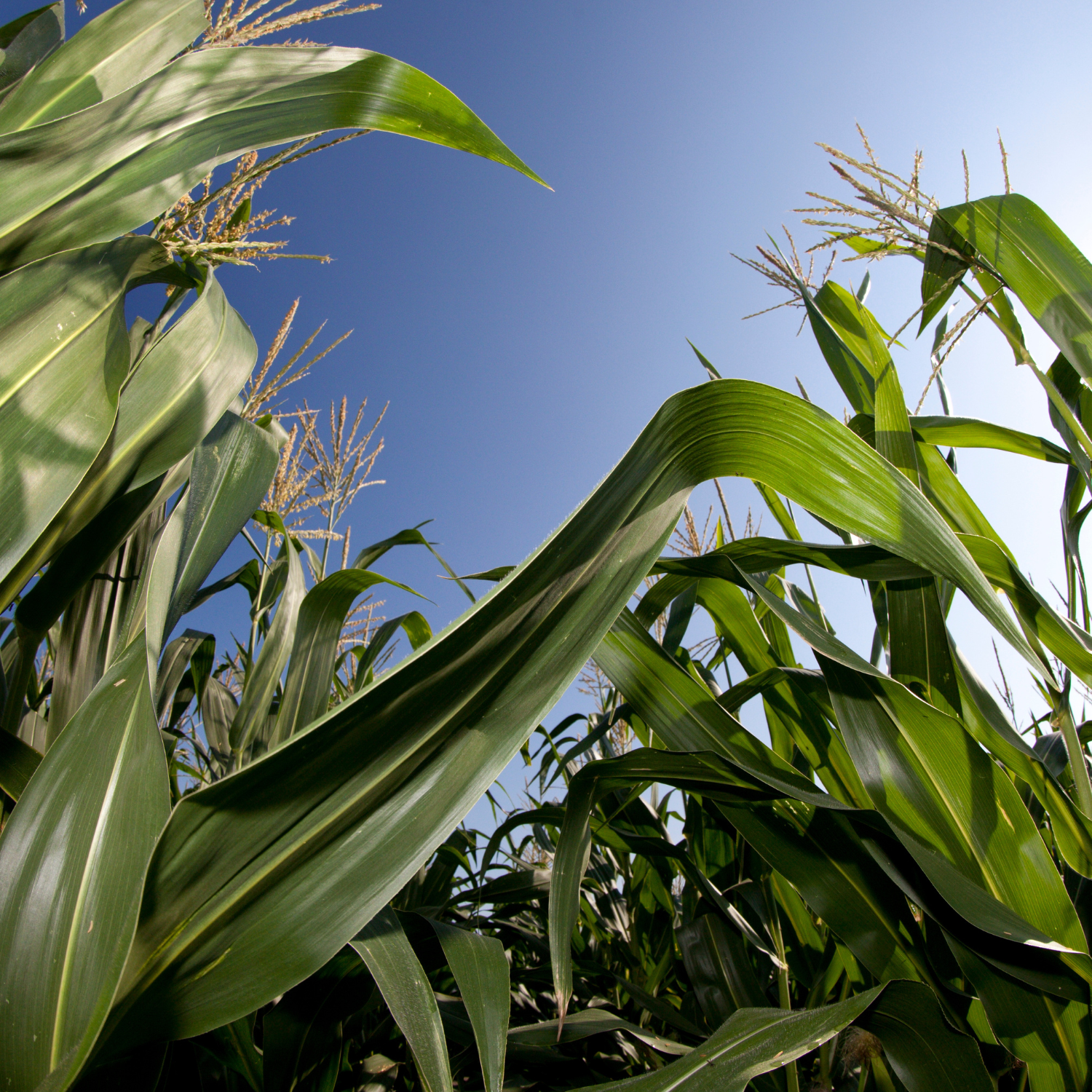 corn field