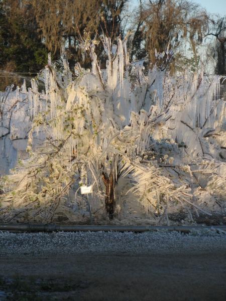 Irrigation used for freeze protection in 2009. Photo by B. Hochmuth.