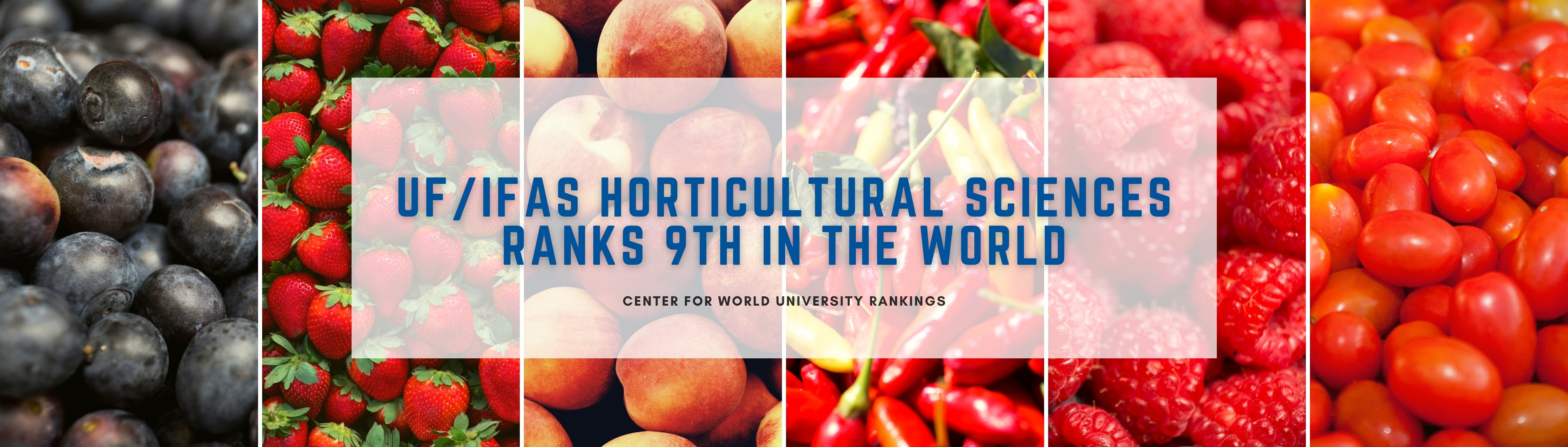 Département des sciences horticoles University of Florida Viticulture