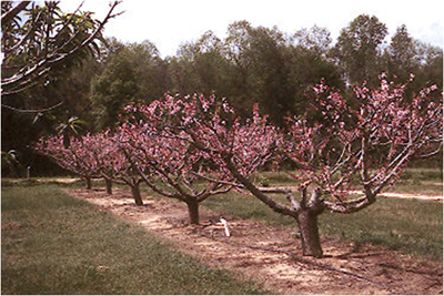 Orchard Establishment And Production Stone Fruit University Of Florida Institute Of Food And Agricultural Sciences Uf Ifas