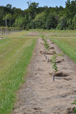 Hastings Bedded Orchard