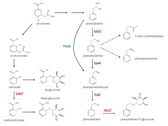 2-phenylethanol pathway