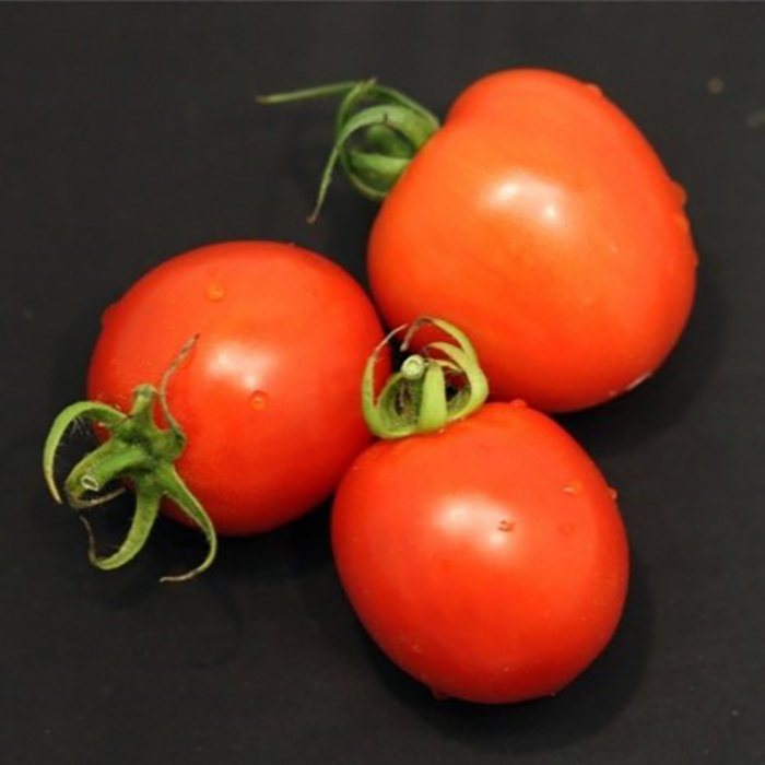 Garden Gem Tomato