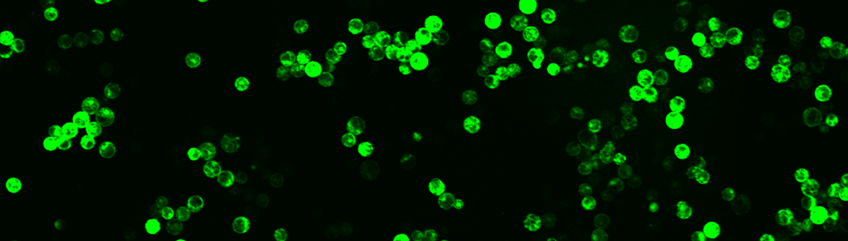 pCO20 -PEG 5min- rep1-i_C001 slide