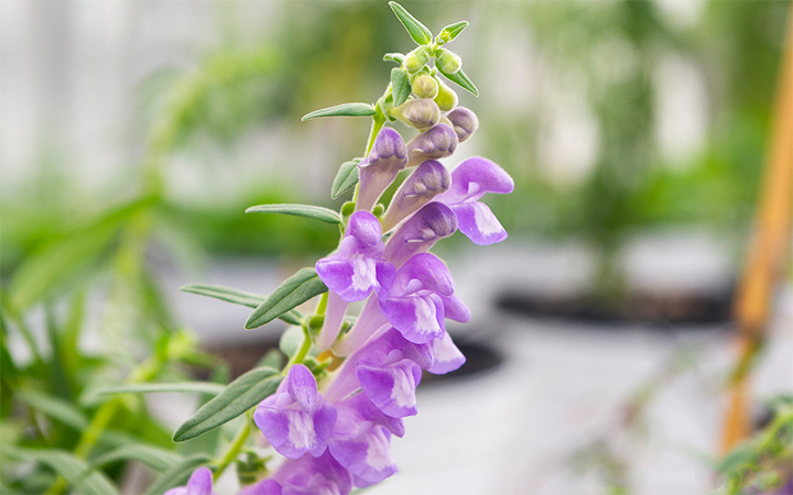 Nadakuduti Lab greenhouse, UF/IFAS photo by Alex J. Lopez