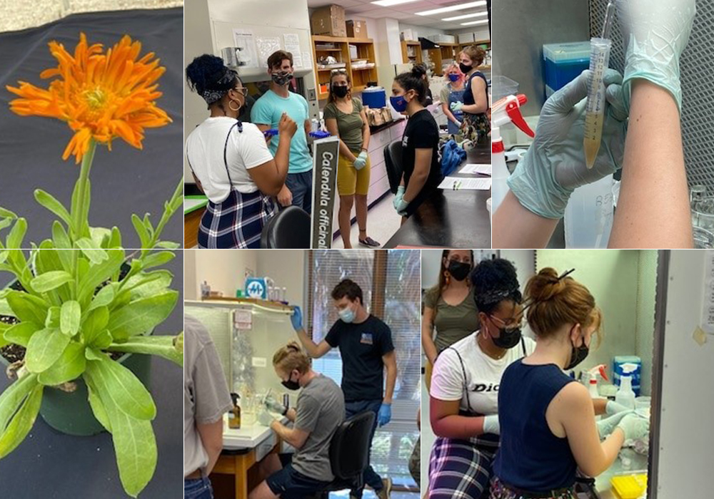 Introduction to medicinal plants image callage