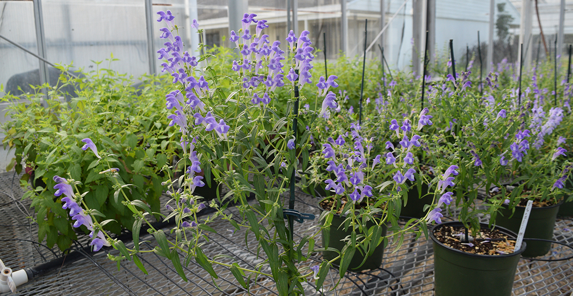 Nadakuduti Lab plants