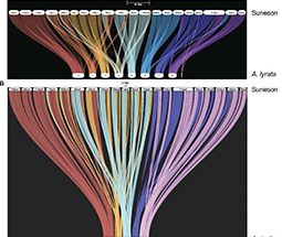 Cold stress induces differential gene expression of retained homeologs in Camelina sativa cv Suneson