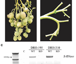 Overcoming Self-Incompatibility in Diploid Potato Using CRISPR-Cas9