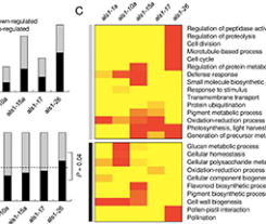Transcriptome profiling of transgenic potato plants provides insights into variability caused by plant transformation