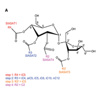 Characterization of Trichome-Expressed BAHD Acyltransferases in Petunia axillaris Reveals Distinct Acylsugar Assembly Mechanisms within the Solanaceae1