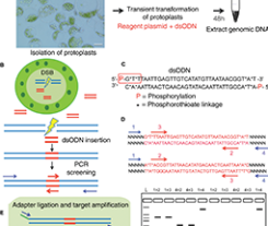 Evaluation of Methods to Assess in vivo Activity of Engineered Genome-Editing Nucleases in Protoplasts
