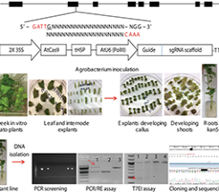 Plant Genome Editing with CRISPR Systems