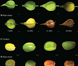 Heat stress during seed development leads to impaired physiological function and plasticity in seed oil accumulation in Camelina sativa