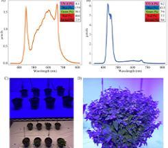 horticulturae-08-01141-v3
