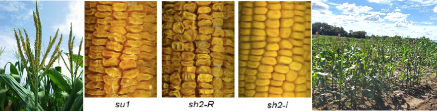 Corn tassel, photos of three sweet corn ears, corn in field