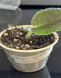 African Violet Propagation, Photo by Janet Carter