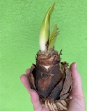 amaryllis bulb planting, Photo by L. Fleming, Thursd & Laidback Gardener