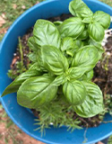Basil Plant. photo by J. Schultz