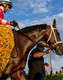 Black-Eyed Susans at the Preakness Stakes.jpg