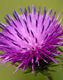 Burdock Plant. 5 Activities