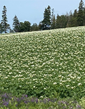field of potato blossoms