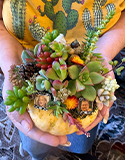 Creating Succulent Pumpkins, Photo by M. Goulden & Harris Seeds
