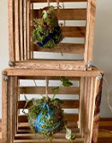 Earth Day Hanging Kokedama, Photos by G. Sherman