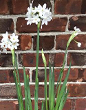 Forcing Paperwhites & Other Bulbs, Photo by S. Sterling
