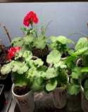 Geranium Propagation, Photo by J. Carter