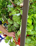 Hydroponic Gardening. Harvesting Produce