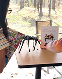 participants studying a model of a spider, photo by D. Hunt