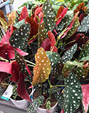 Polka Dot Plant Propagation, photo by L. Fleming