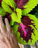 coleus