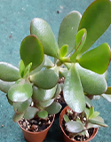 Starting Jade Plant in Soil, Photo by dkg.eu