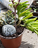 Succulent Potting