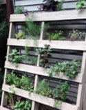 pallet garden, Photo by K. Carroll & Prudent Penny Pincher