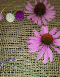 drying herb flowers, Photo by F. Relf