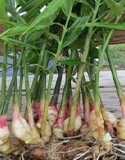 harvesting herbs grown for roots, Photo by D. Relf