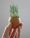 Wheatgrass in Eggshells