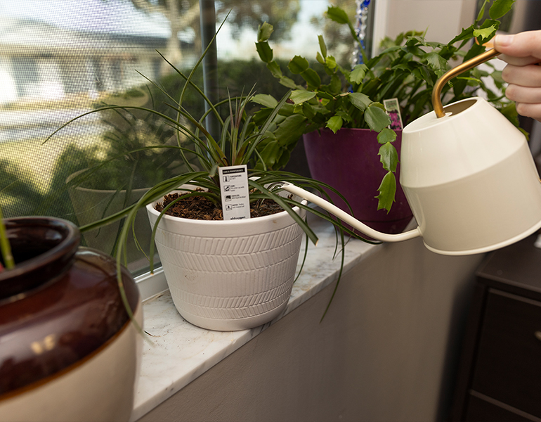 Watering a houseplant. UF/IFAS Photo by Cat Wofford
