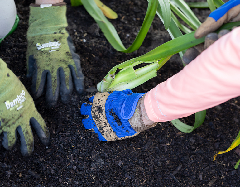 Gardening. UF/IFAS Photo by Tyler Jones