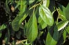 Fiddlewood Leaves