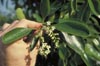 Fiddlewood Flowers