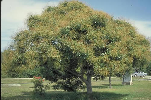 Paradise-Tree