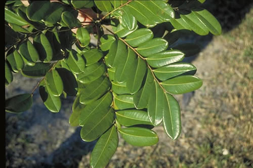 Paradise-Tree Leaves
